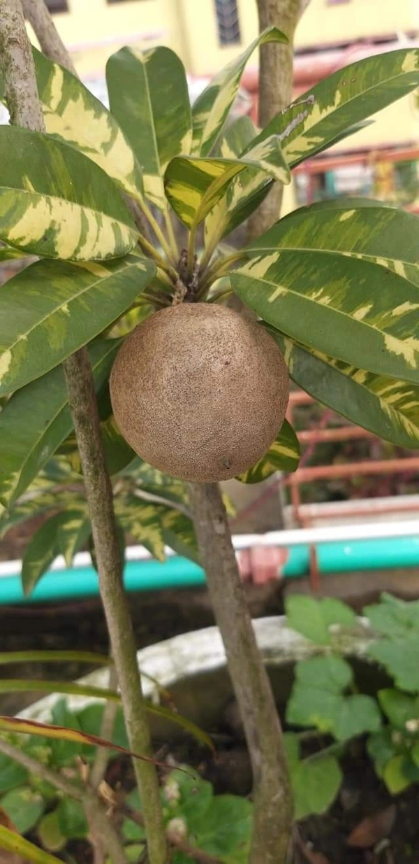 Variegated Chikku