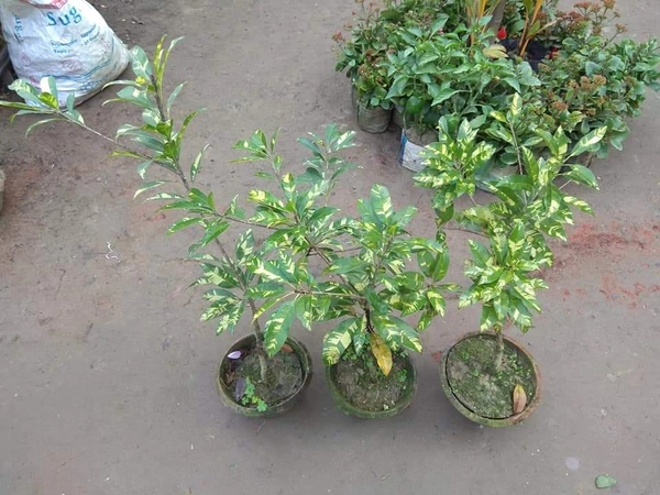 Variegated Chikku