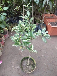 Variegated Chikku