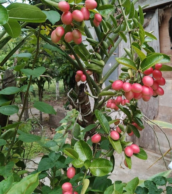 Karanda