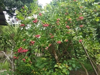 Karanda