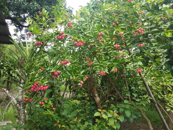 Karanda