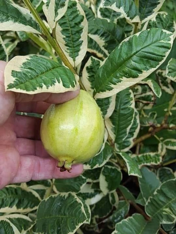 Variegated Guava
