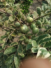 Variegated Guava