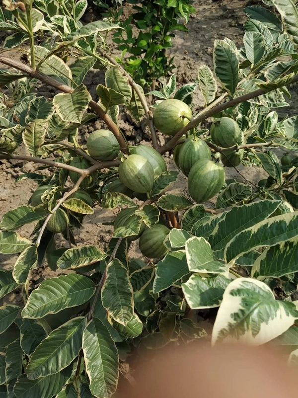 Variegated Guava