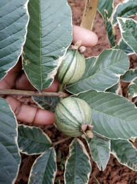 Variegated Guava