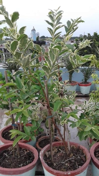 Variegated Guava