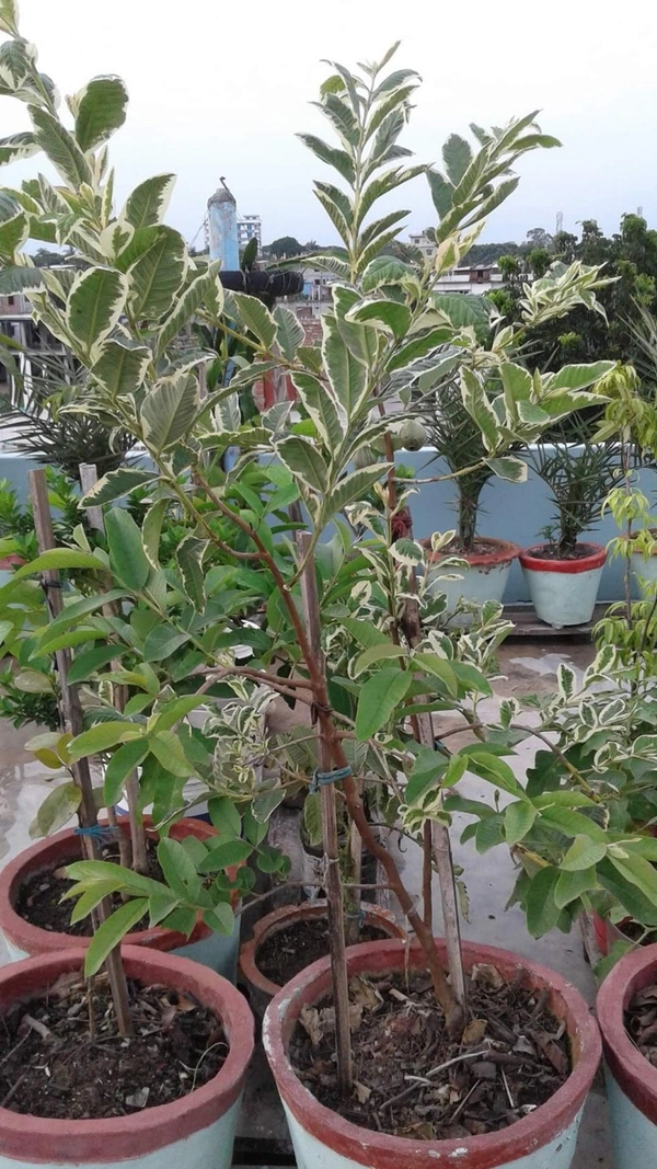Variegated Guava
