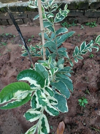 Variegated Guava