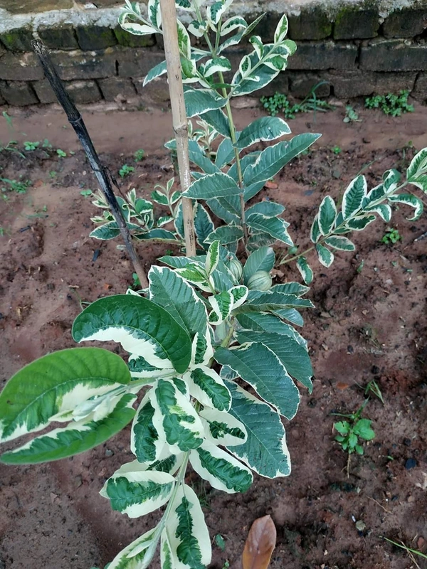 Variegated Guava