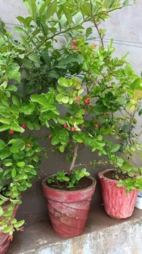 Karanda
