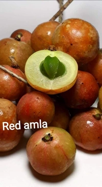 Red Amla