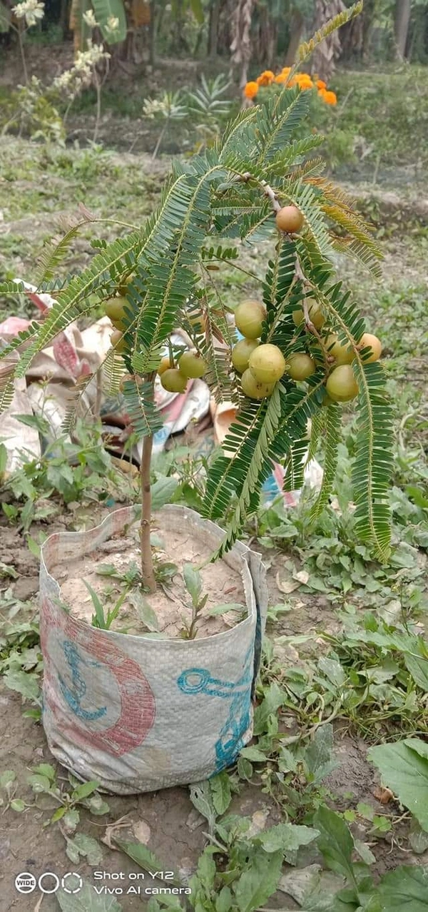 Amla
