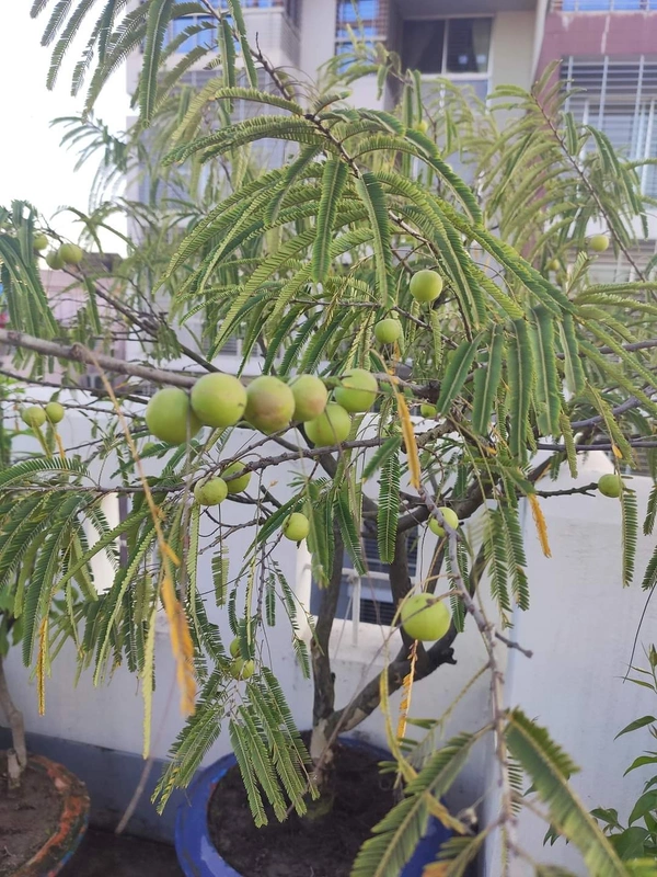 Amla