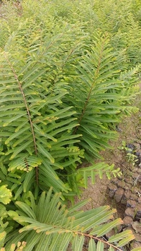 Amla