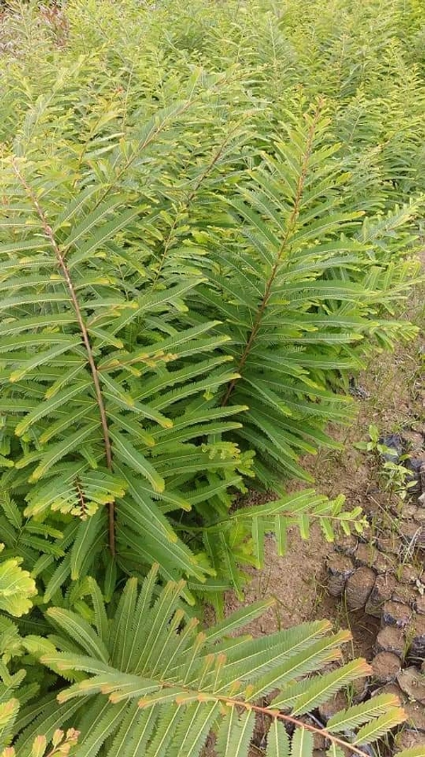 Amla