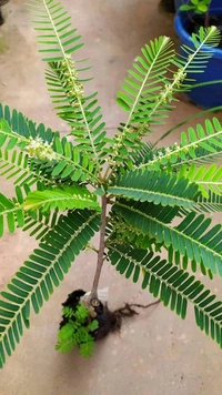 Amla