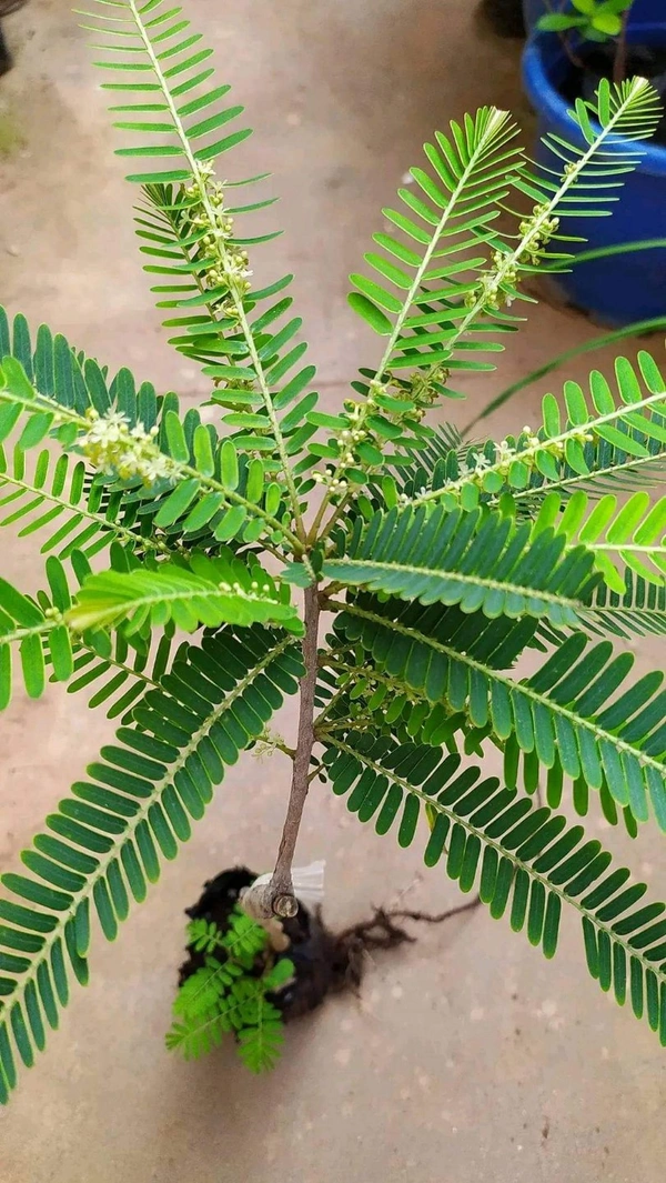 Amla