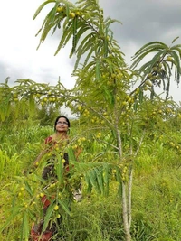 Amla