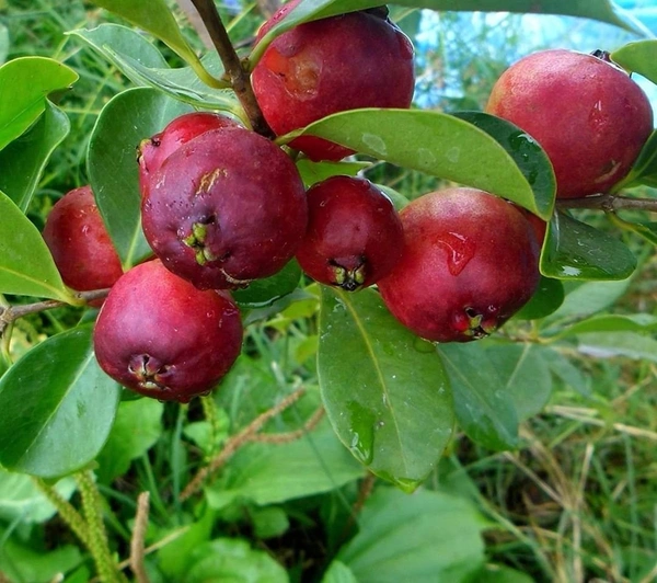 Strawberry Guava 