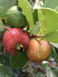 Strawberry Guava 