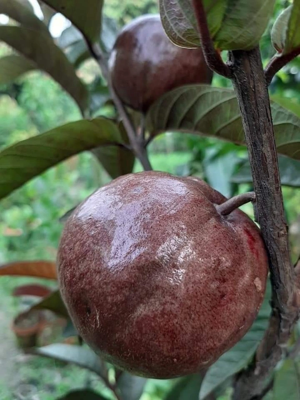 Purple Guava 