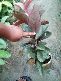 Purple Guava 