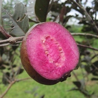 Purple Guava 
