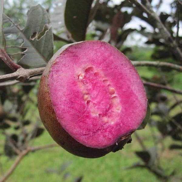 Purple Guava 