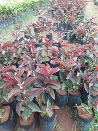 Purple Guava 
