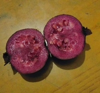 Purple Guava 