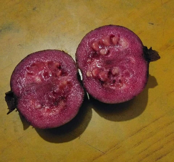 Purple Guava 