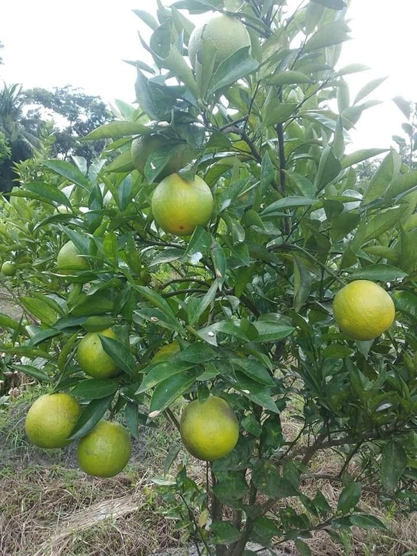 Musambi Lemon 