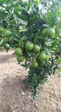 Musambi Lemon 