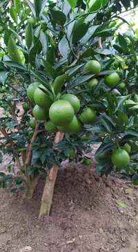 Musambi Lemon 