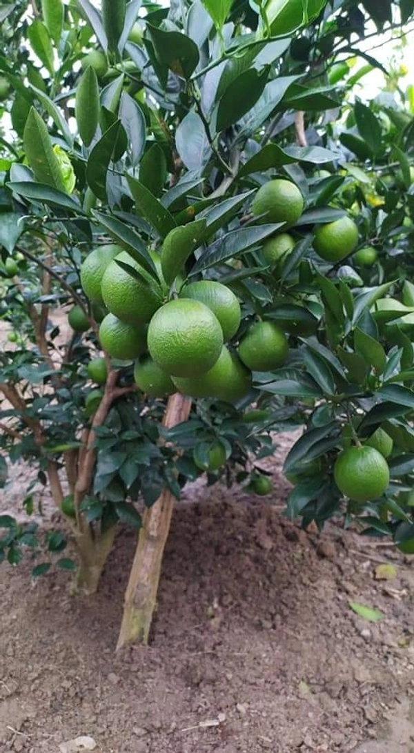 Musambi Lemon 