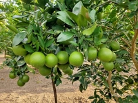 Musambi Lemon 