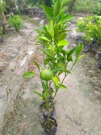 Musambi Lemon 