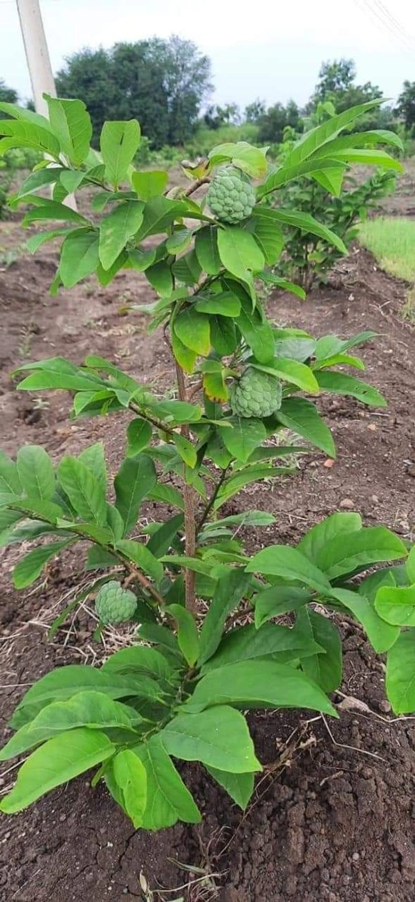 Custard Apple (NMK-1)