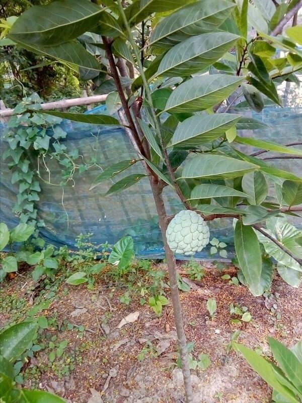 Custard Apple (NMK-1)