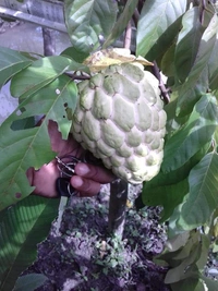 Custard Apple (NMK-1)