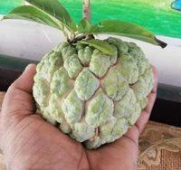 Custard Apple (NMK-1)