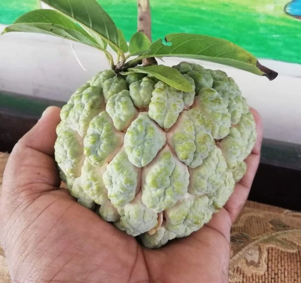 Custard Apple (NMK-1)