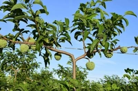 Custard Apple (NMK-1)