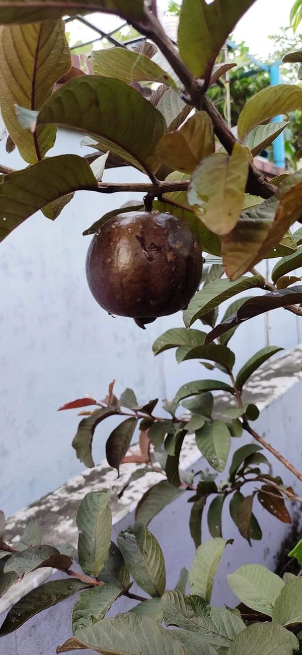Purple Guava 