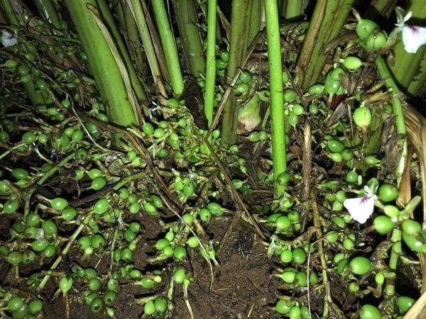 Elachi ( Cardamom) 