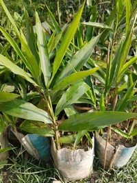 Elachi ( Cardamom) 