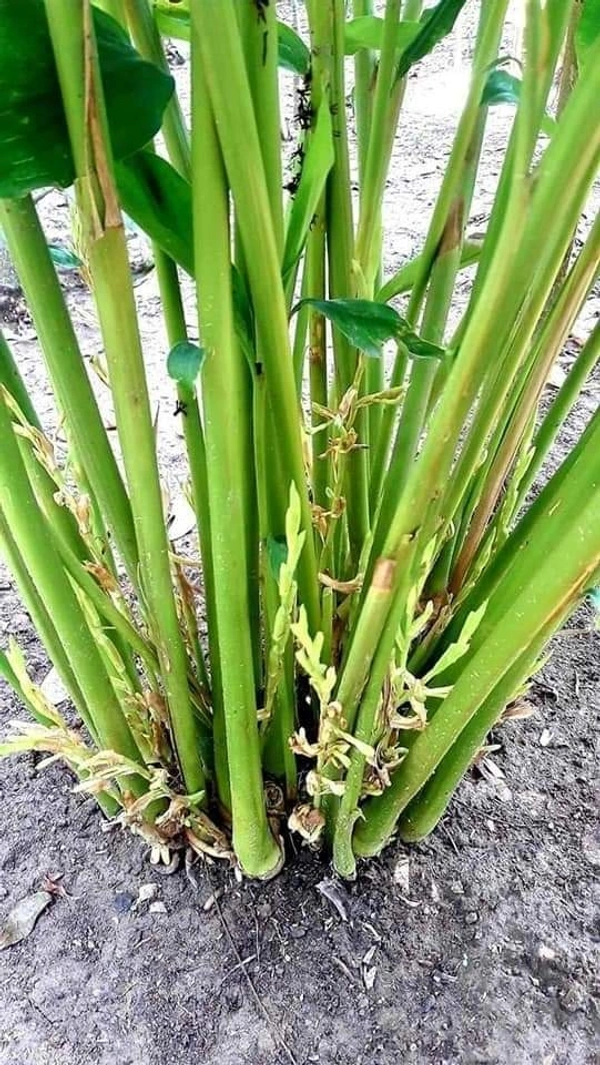 Elachi ( Cardamom) 