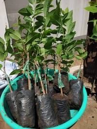 Custard Apple (NMK-1)