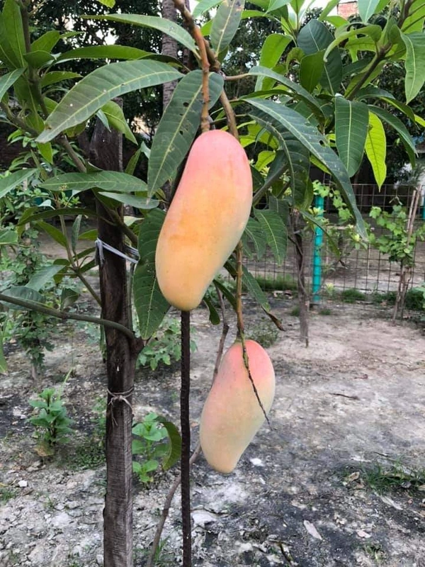 Banana Mango 